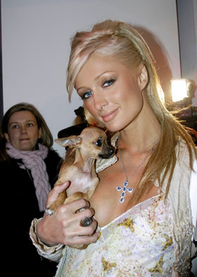 Paris Hilton, pets, dogs, animals, pictures, picture, photos, photo, pics, pic, images, image, hot, sexy, latest, new